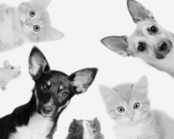 Animaleries • Accessoires pour animaux