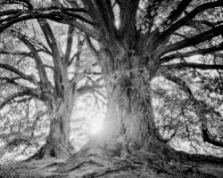 Espaces verts (création et entretien)