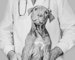 Vétérinaires • Cliniques vétérinares